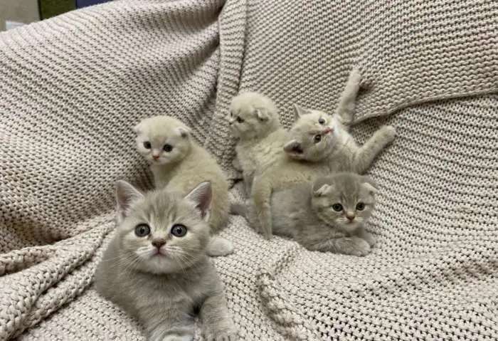 Шотландские вислоухие котята
