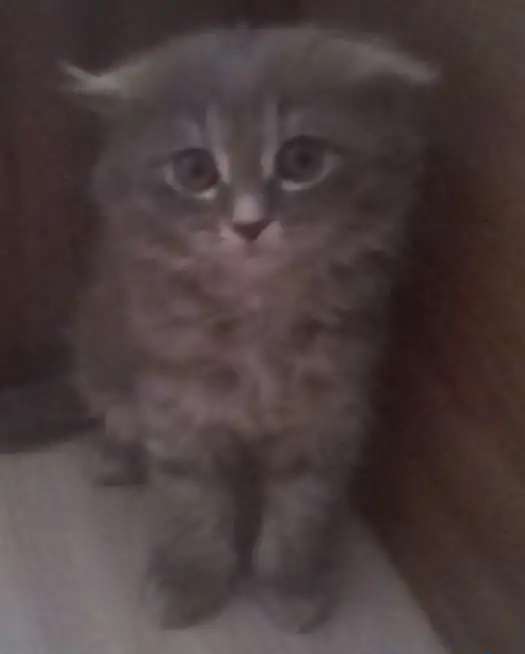 Ласковые котята