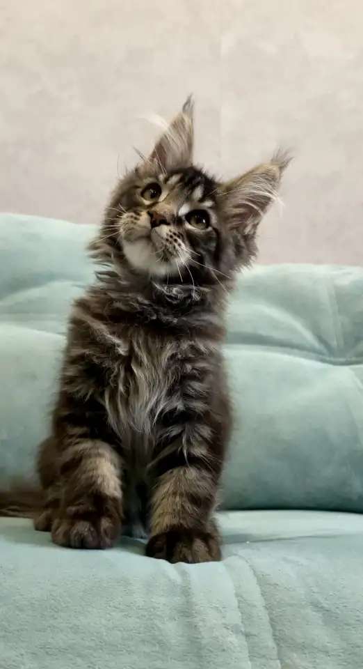 Котенок мейн-кун