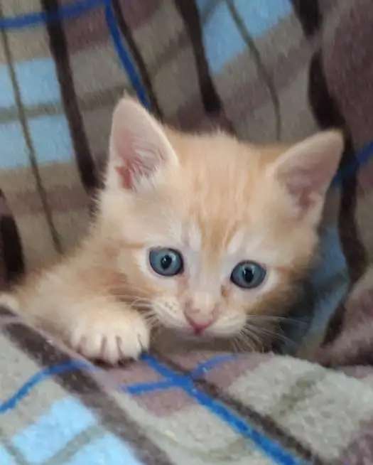 Котята 1,5 мес в добрые руки