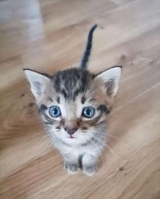 Котята в самые добрые руки