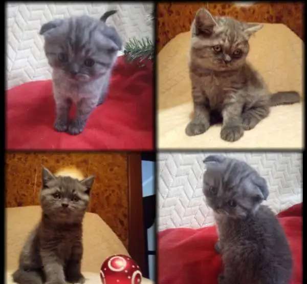 Настоящие шотландцы