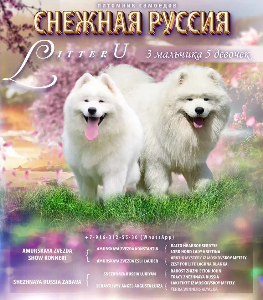 Самоед щенки. Медвежий тип тяжелый костяк