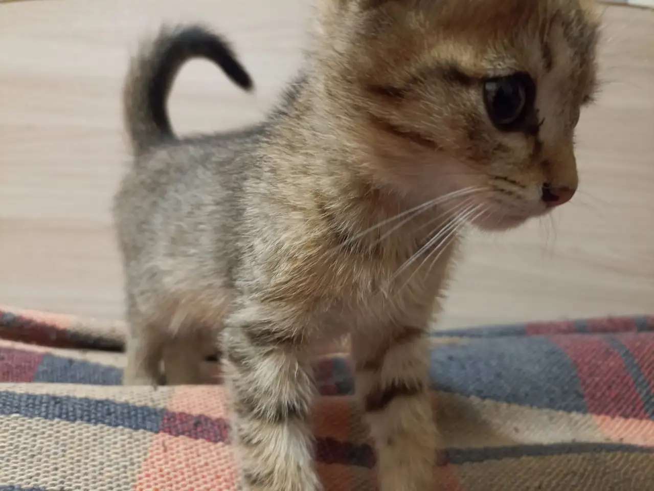 Подарю котёнка