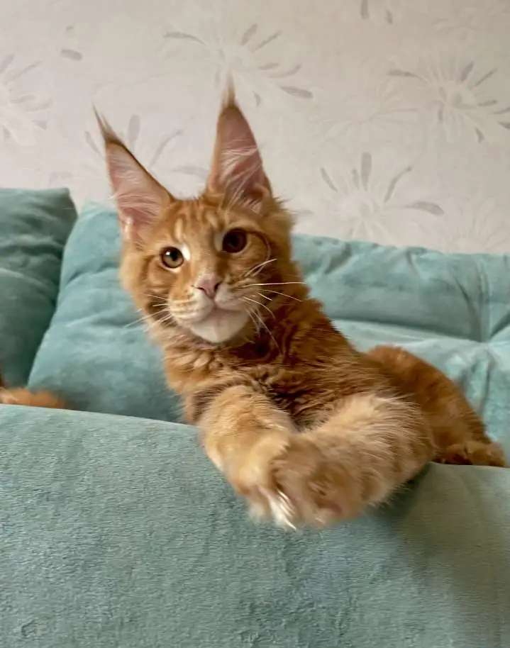 Котята породы мейн-кун