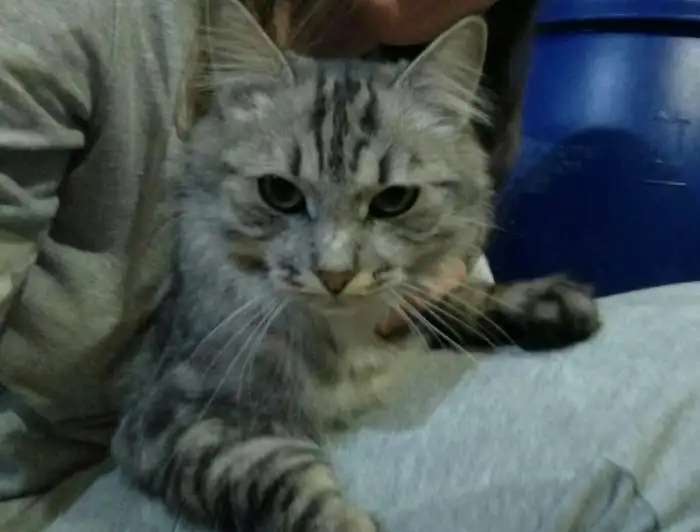 Кот ищёт хозяина