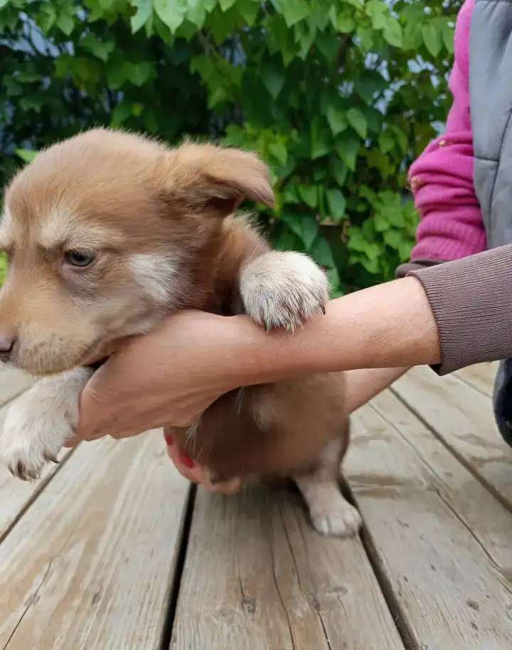 Щенки