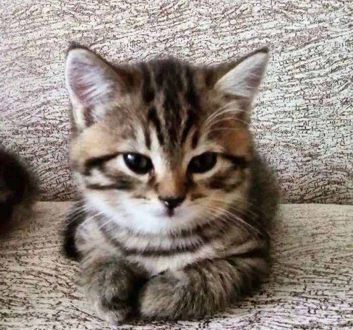 котята