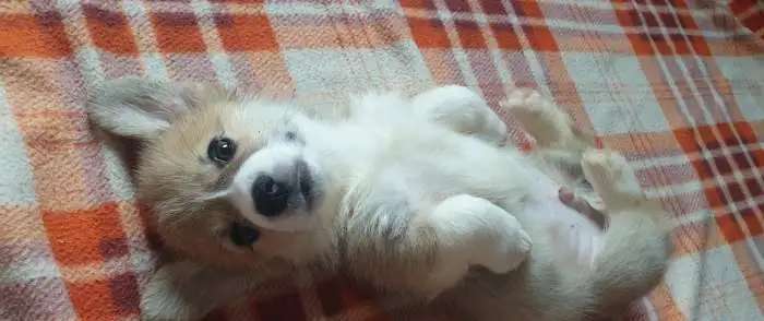 Щенки корги