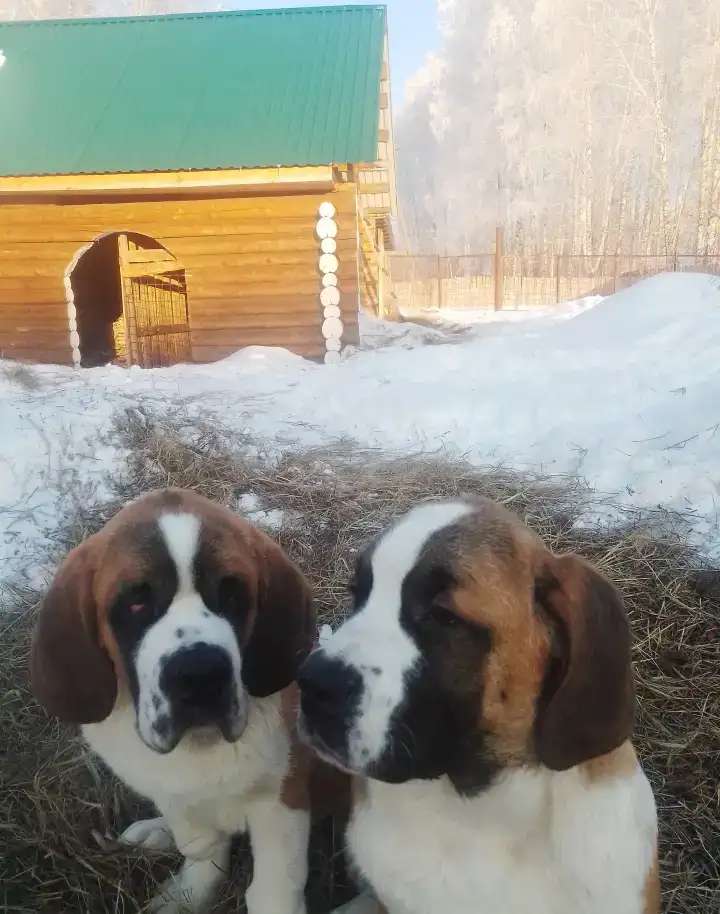 Щенки сенбернара