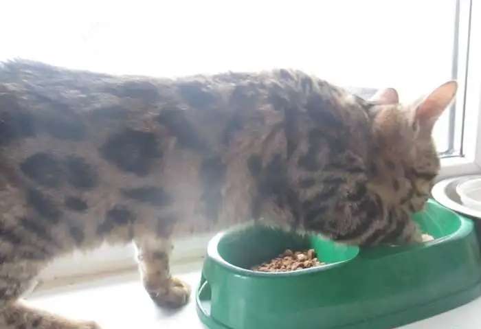 бенгальская кошечка