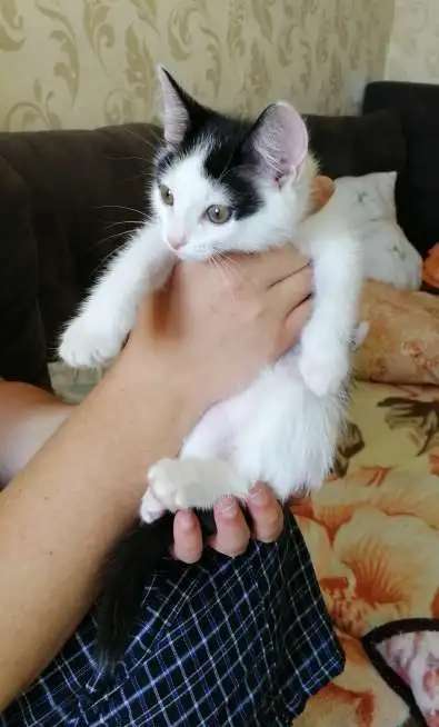 Белые котята в дар