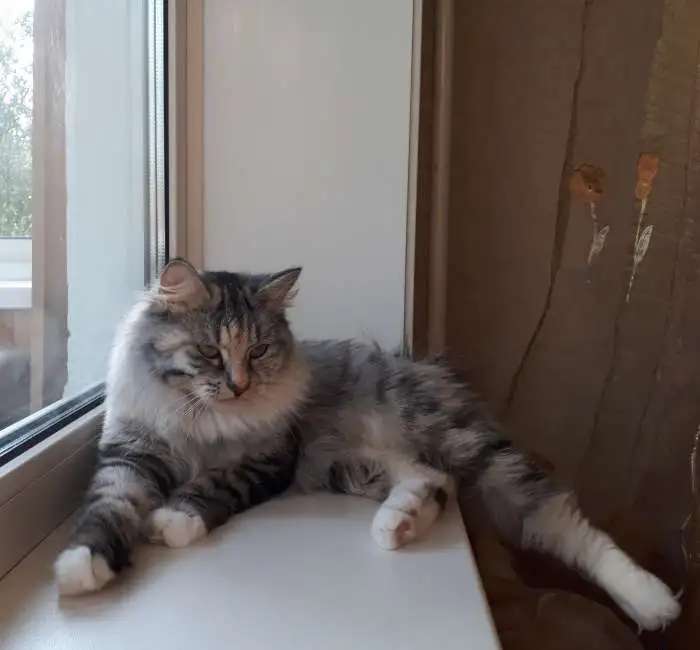 Кошечка Курильского бобтейла