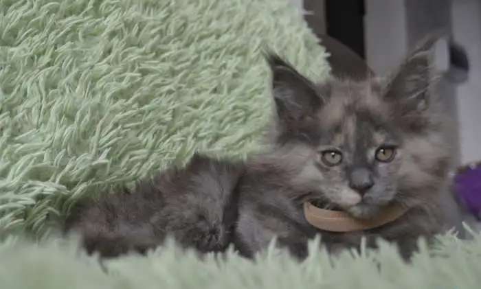 Котята породы мейн-кун разных окрасов!