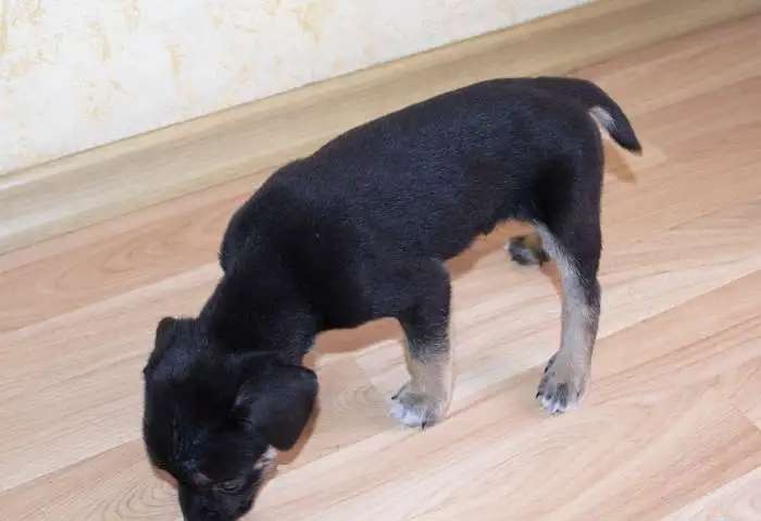 Щенки