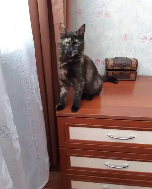 Милая, скромная, полугодовалая миниатюрная кошечка