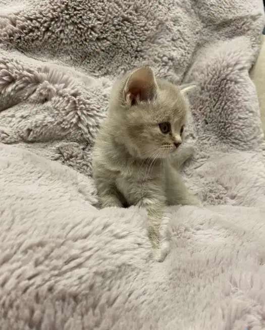Шотландские вислоухие котята