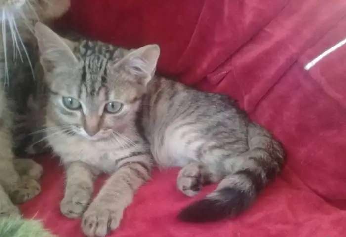 Котята. Ищут дом