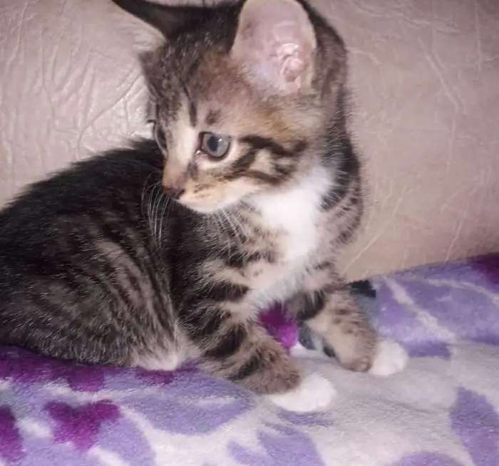 котята в хорошие ручки