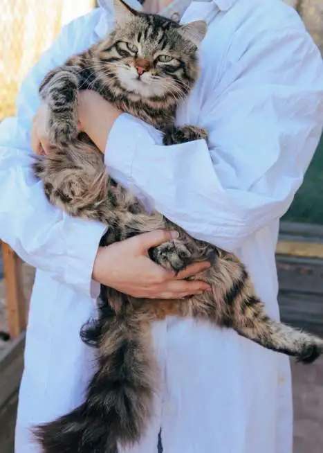 Котик в добрые руки