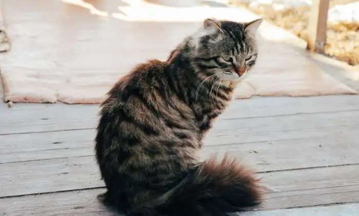 Котик в добрые руки