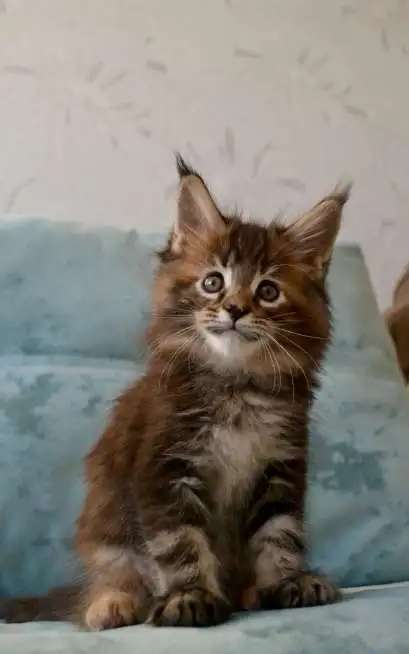 Котята породы майн-кун разных окрасов!