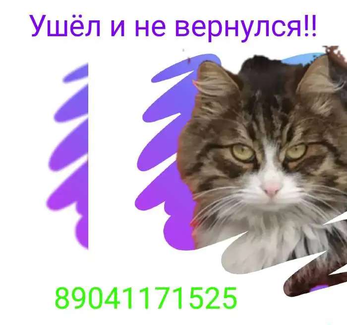 Пропал кот