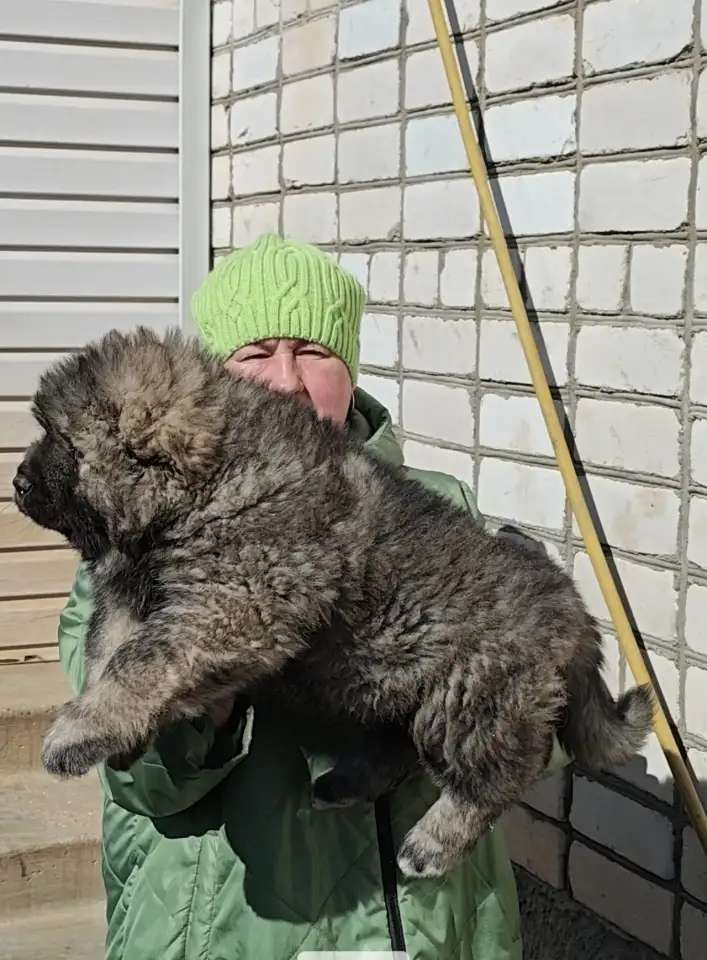 Породные щенки кавказской овчарки