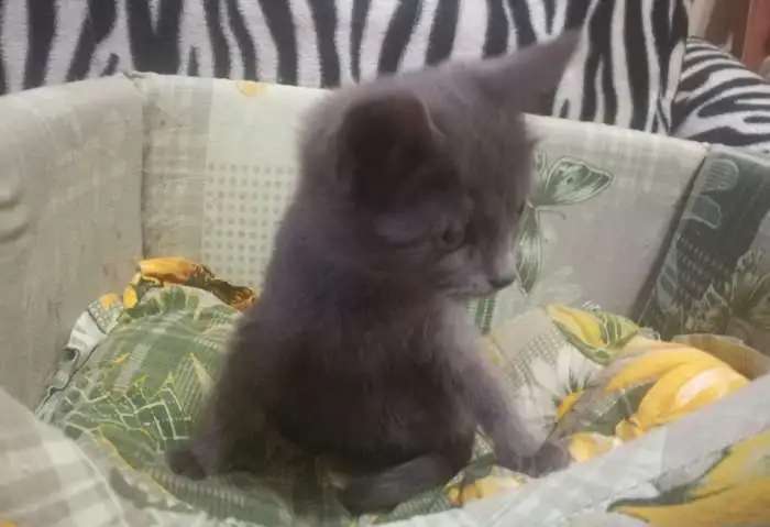 Котенок Мурсчастье