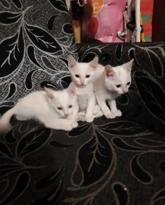 Бесплатно котята