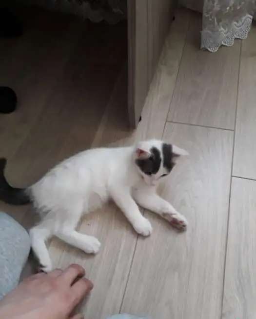 Белые котята в дар