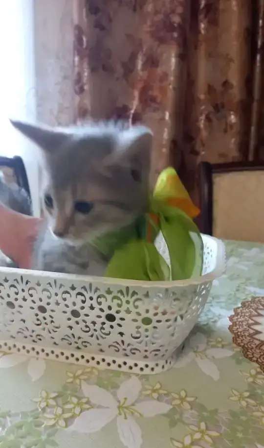 Котята, подкидыши!
