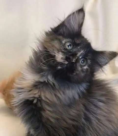 Норвежская лесная котята