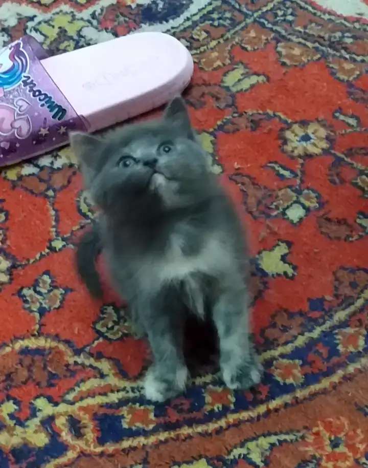 Отдам котят в хорошие руки