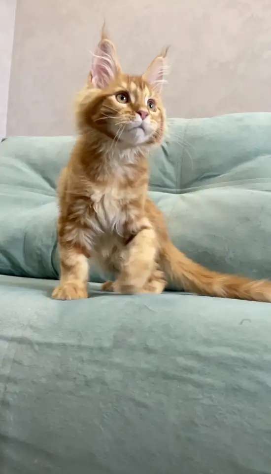Солнечные котята мейн-кун