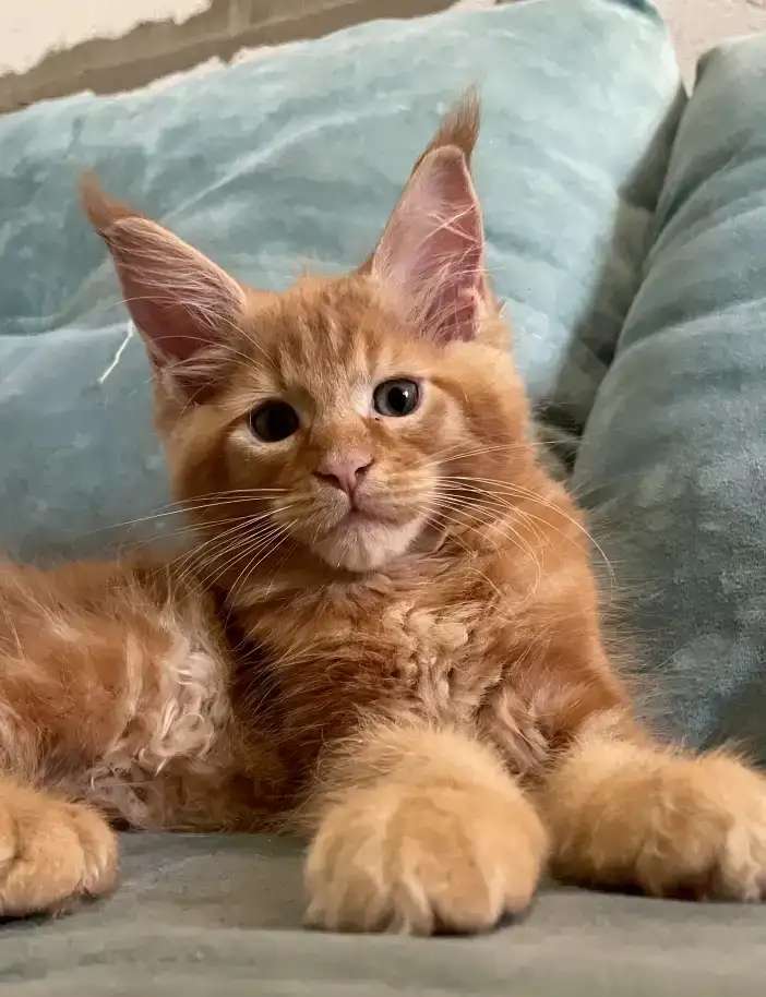 Котята мейн Кун рыжего окраса