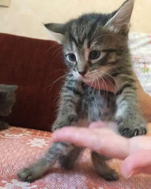 Котята даром