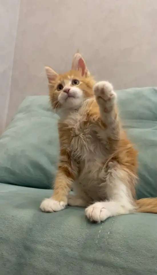 Кошечка мейн-кун