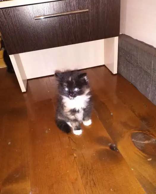 Котята