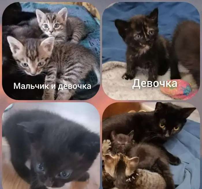 Пушистое счастье в дом