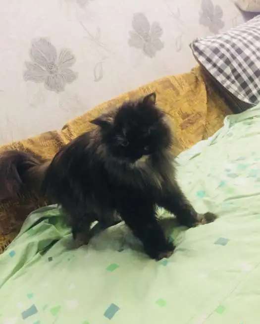 Ищем персидского кота для вязки