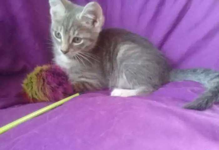 Котята. Ищут дом