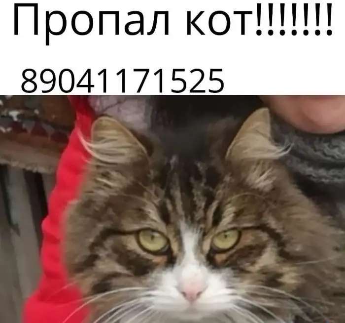 Пропал кот