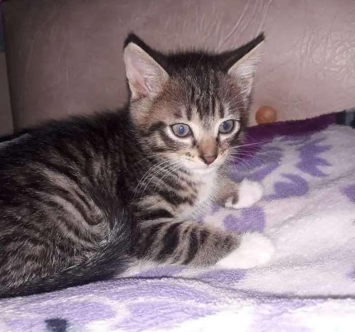 котята в хорошие ручки