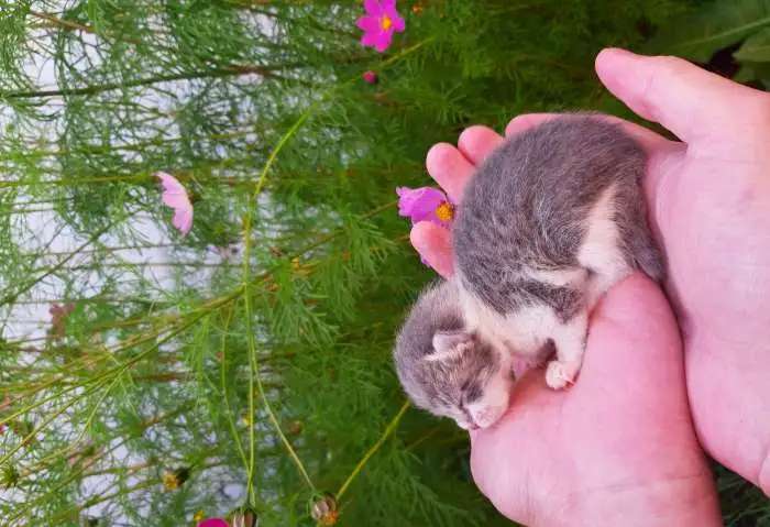 Кошка и её милые котята!