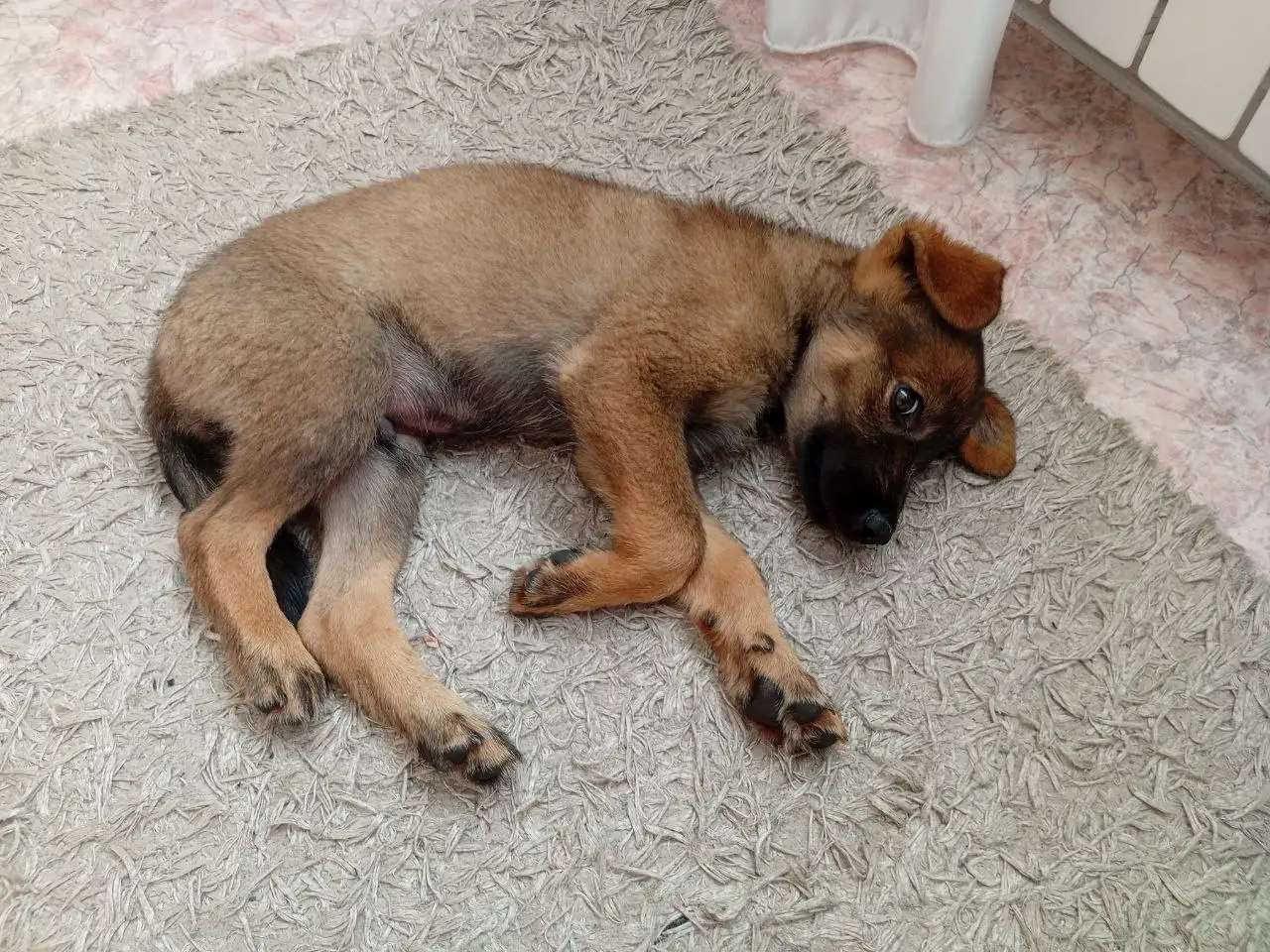 Отдам бесплатно
