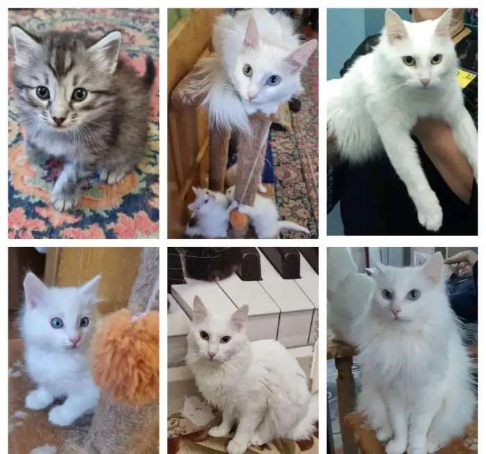 Котята турецкой ангоры из питомника