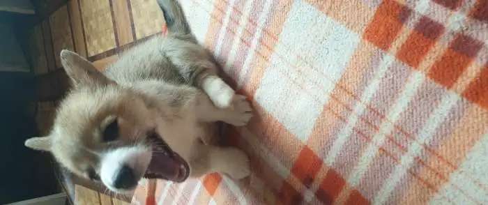 Щенки корги