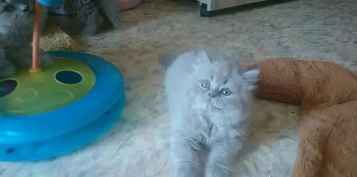 Британские длинношерстные котята