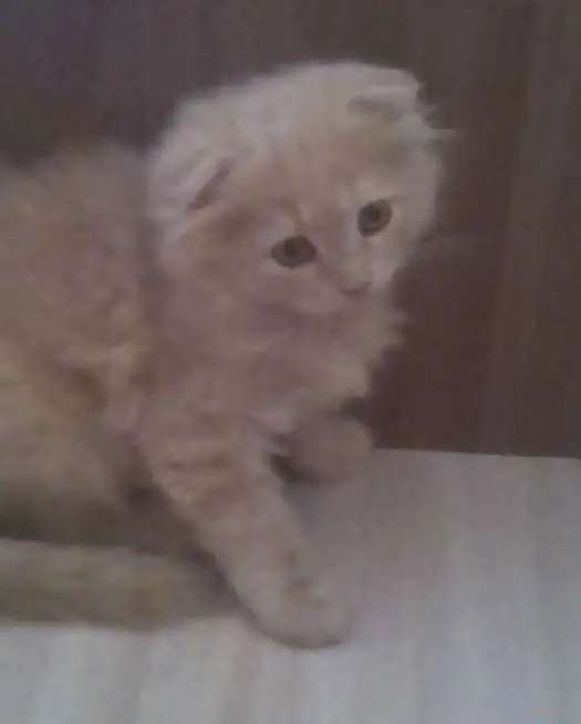 Ласковые котята